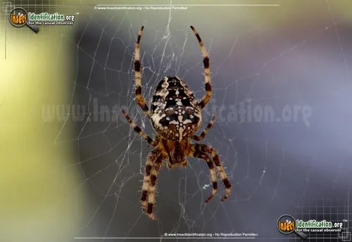 Cross Orbweaver - photo 8