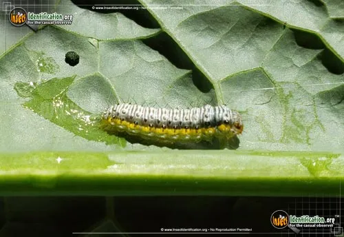 Cross-striped Cabbageworm Moth - photo 2