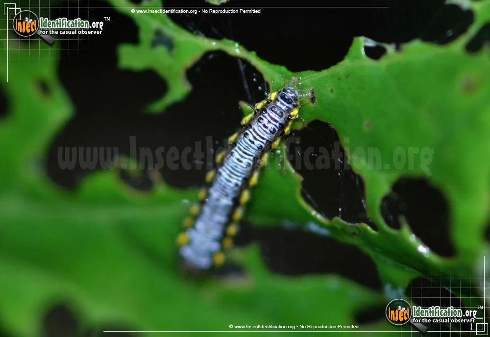 Cross-striped Cabbageworm Moth - photo 3
