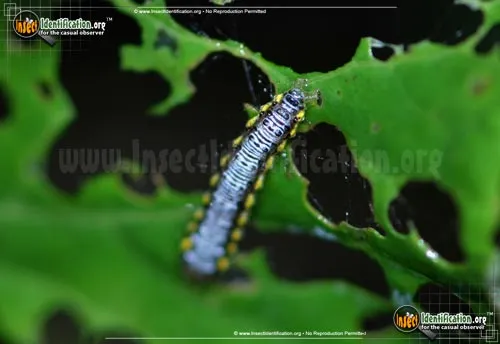 Cross-striped Cabbageworm Moth - photo 4