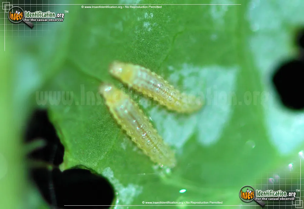Cross-striped Cabbageworm Moth - photo 5
