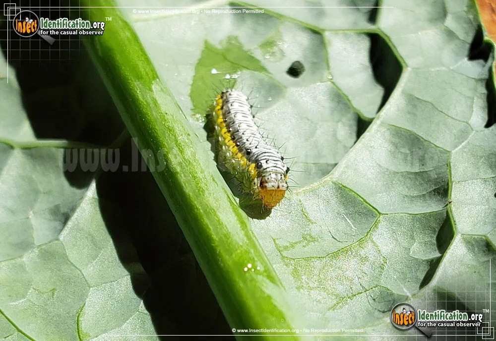 Cross-striped Cabbageworm Moth - photo 7