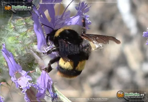 Crotch's Bumble Bee - photo 2