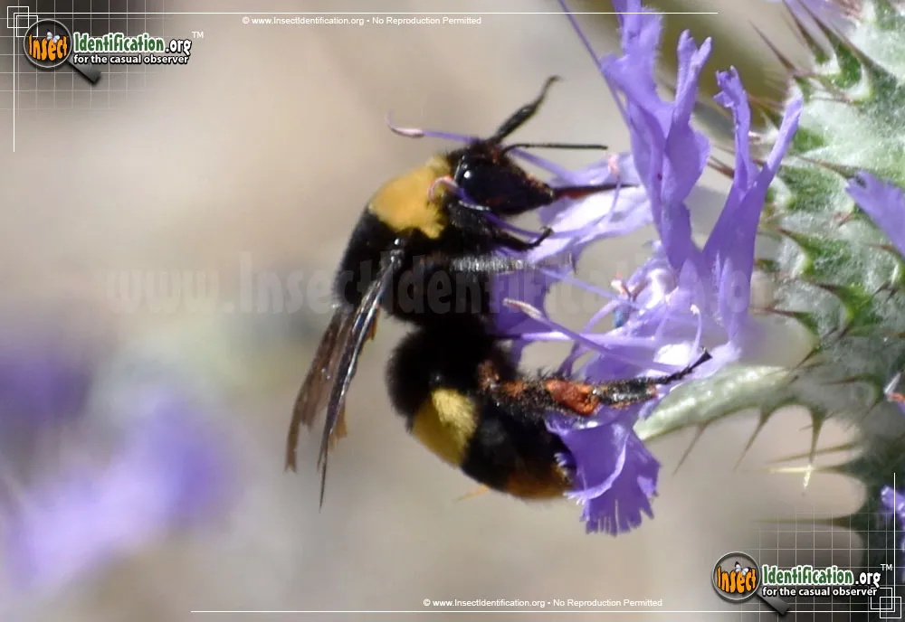 Crotch's Bumble Bee - photo 3