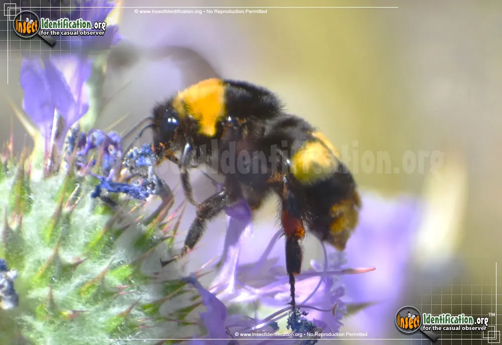 Crotch's Bumble Bee - photo 5