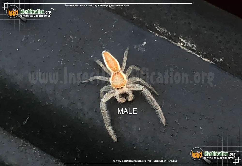 Hentzia Jumping Spider
