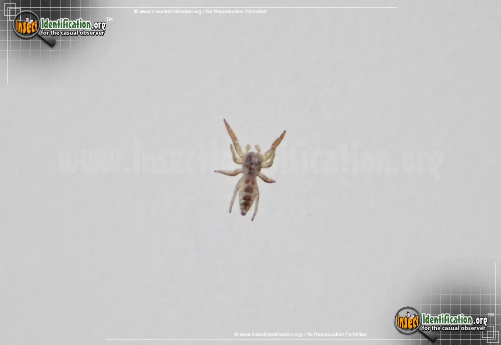 Hentzia Jumping Spider - photo 3