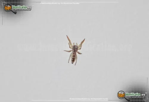 Hentzia Jumping Spider - photo 4