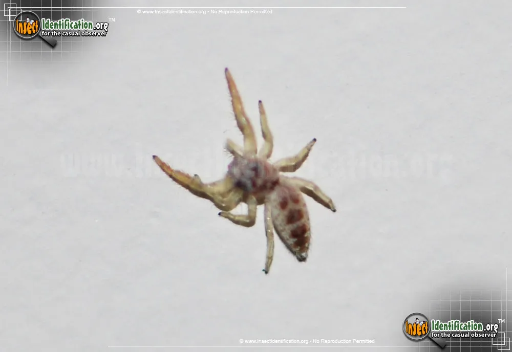 Hentzia Jumping Spider - photo 5