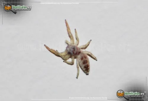 Hentzia Jumping Spider - photo 6