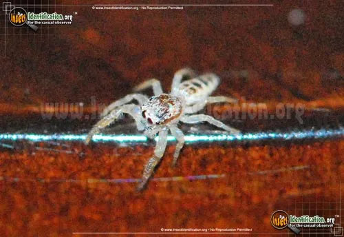 Hentzia Jumping Spider - photo 8