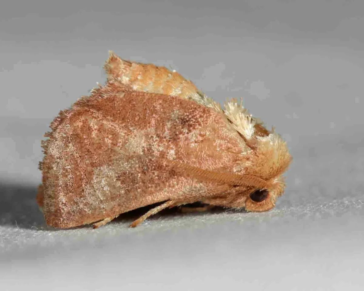 Crowned Slug Moth - photo 3