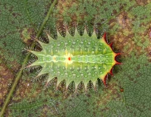 Crowned Slug Moth - photo 4