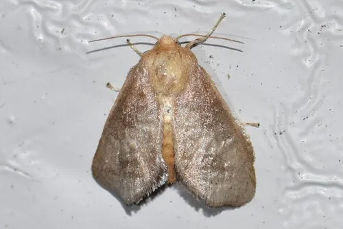 Crowned Slug Moth - photo 5