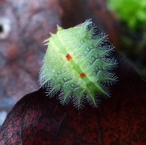 Crowned Slug Moth - photo 6