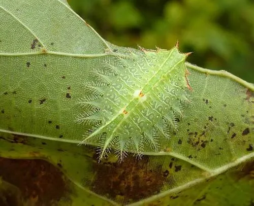 Crowned Slug Moth - photo 7