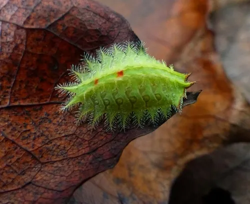 Crowned Slug Moth - photo 8
