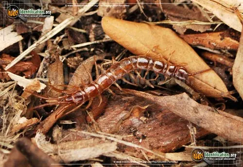 Cryptopid Centipede - photo 2