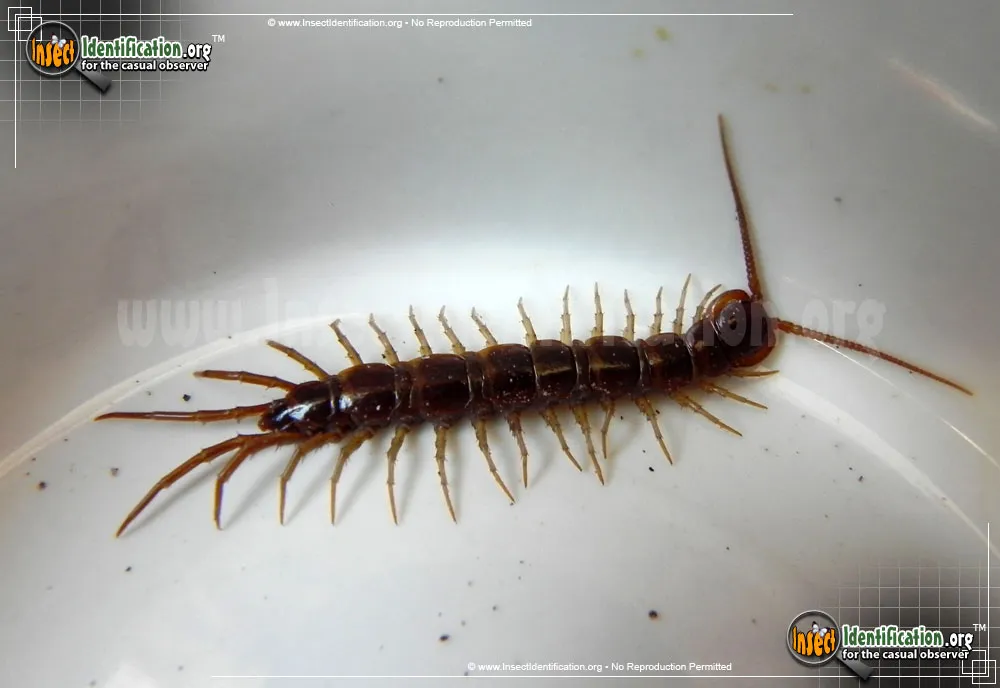 Cryptopid Centipede - photo 3