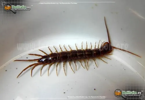 Cryptopid Centipede - photo 4