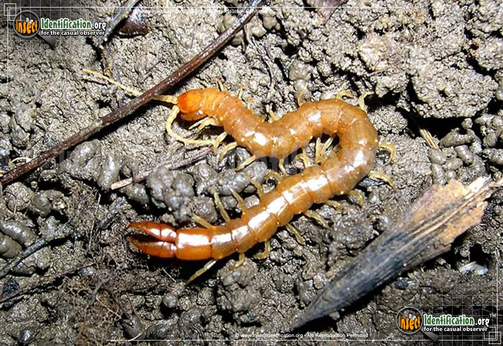 Cryptopid Centipede - photo 5