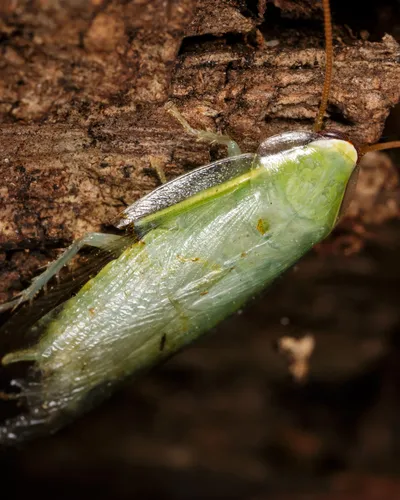 Cuban Cockroach