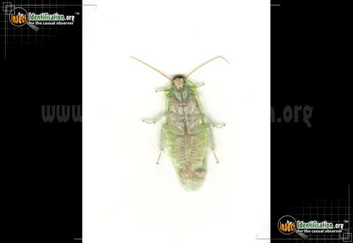 Cuban Cockroach - photo 4