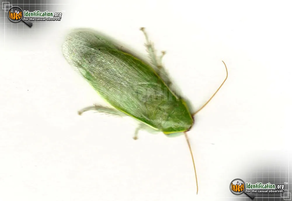 Cuban Cockroach - photo 5