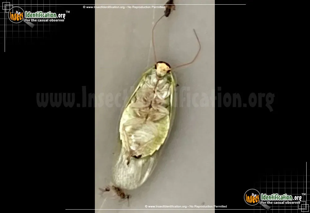 Cuban Cockroach - photo 6