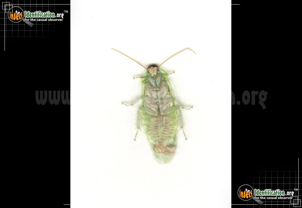 Cuban Cockroach - photo 7
