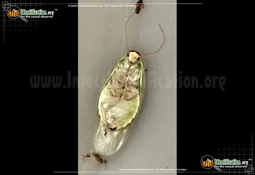 Cuban Cockroach - photo 8