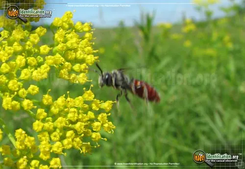 Cuckoo Bee - photo 2