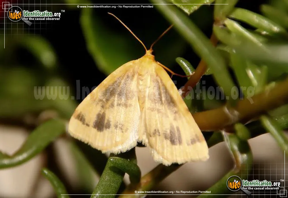 Currant Spanworm Moth - Macaria ribearia