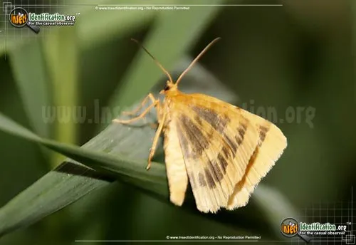Currant Spanworm Moth - photo 4