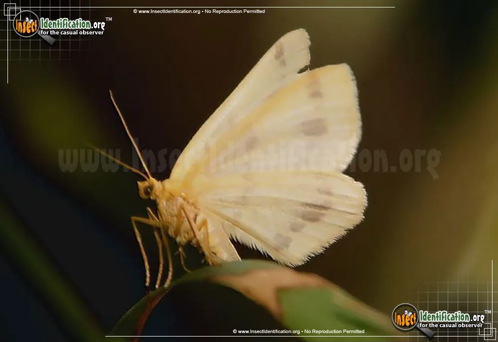 Currant Spanworm Moth - photo 5