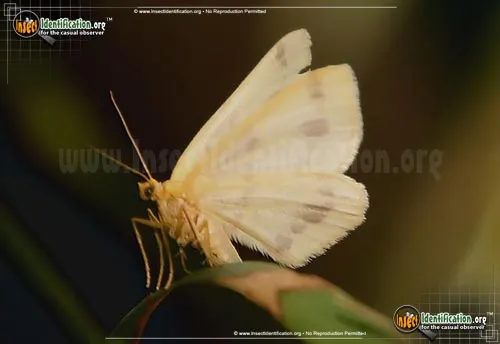 Currant Spanworm Moth - photo 6