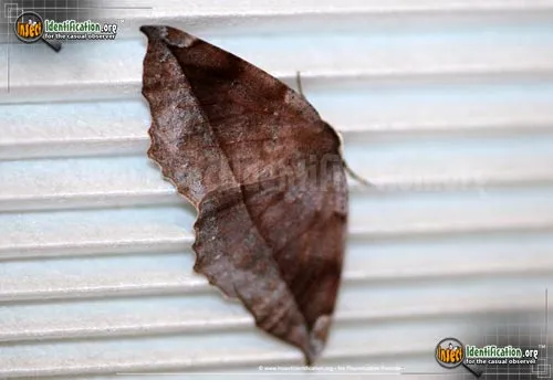 Curve-toothed Geometer - photo 2