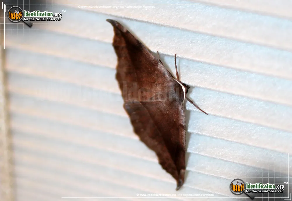 Curve-toothed Geometer - photo 3