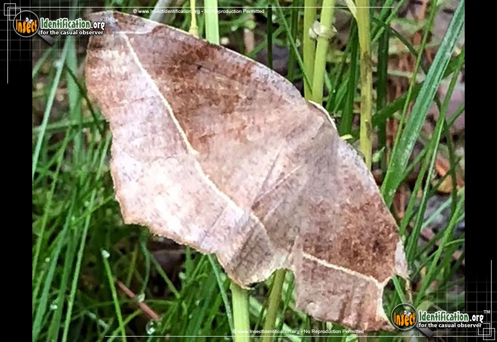 Curve-toothed Geometer - photo 5