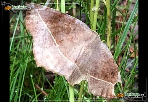 Curve-toothed Geometer - photo 6