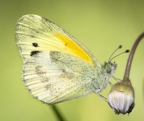 Dainty Sulphur Butterfly
