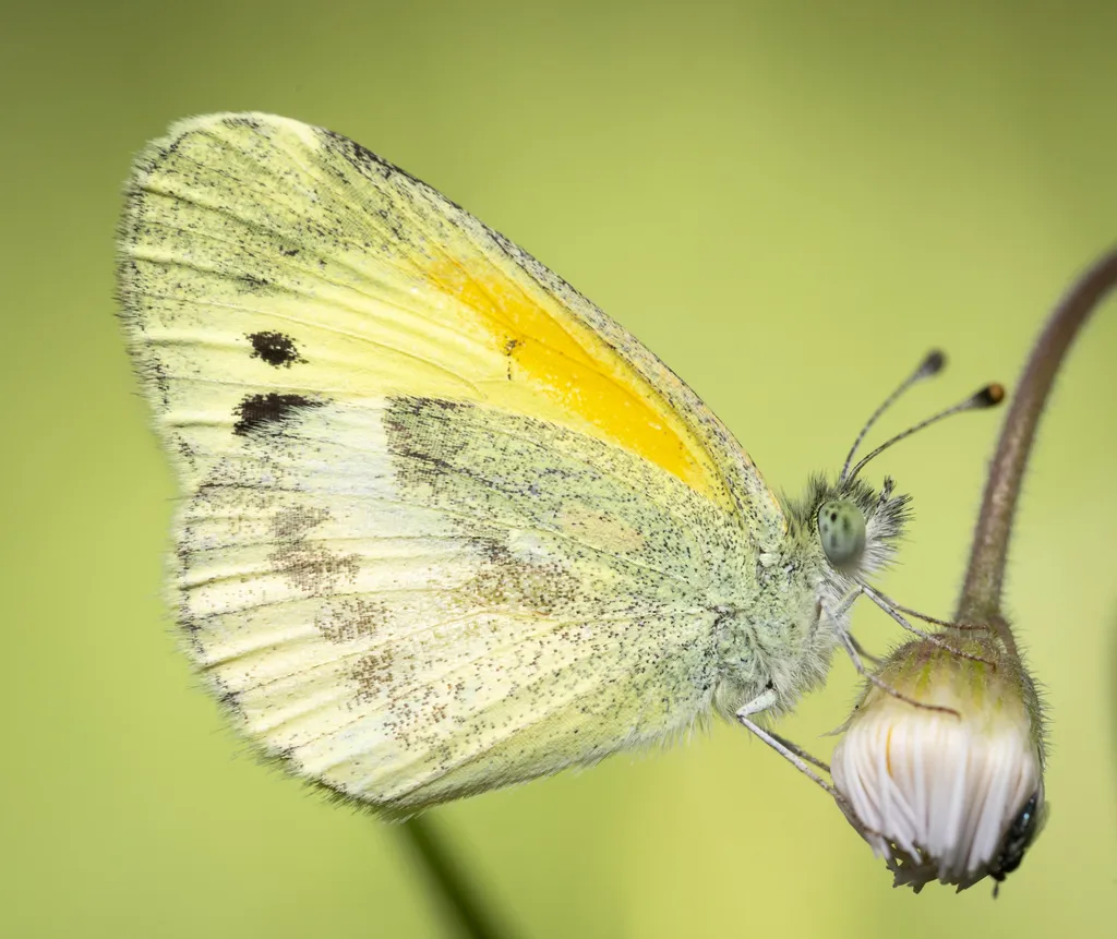 Dainty Sulphur Butterfly - photo 2
