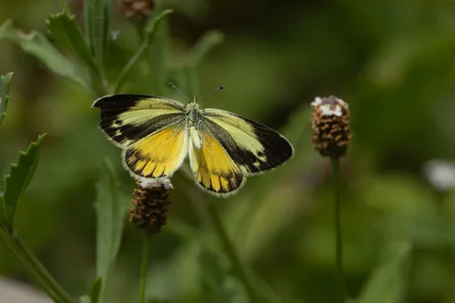Dainty Sulphur Butterfly - photo 4