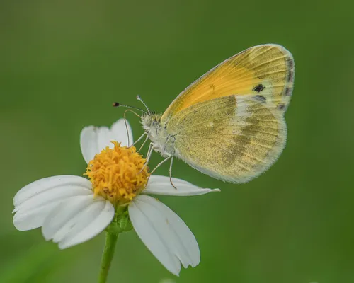 Dainty Sulphur Butterfly - photo 5