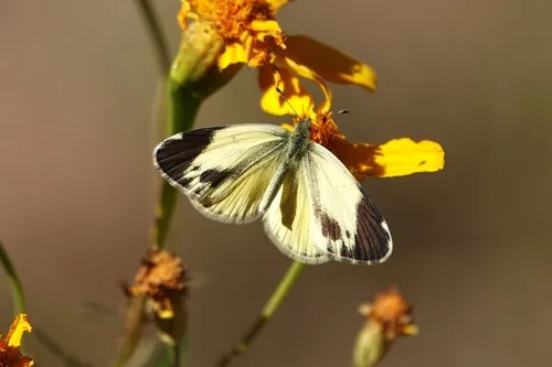Dainty Sulphur Butterfly - photo 6