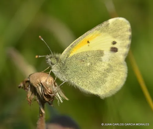 Dainty Sulphur Butterfly - photo 7