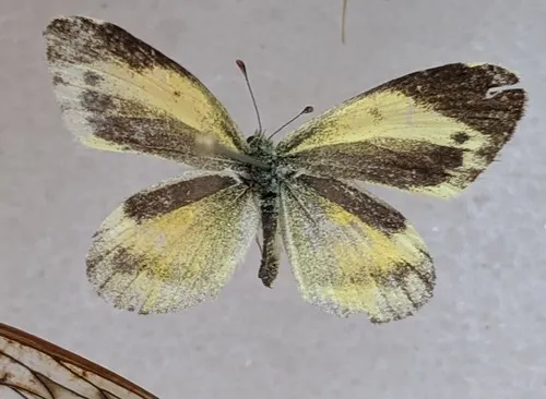 Dainty Sulphur Butterfly - photo 8