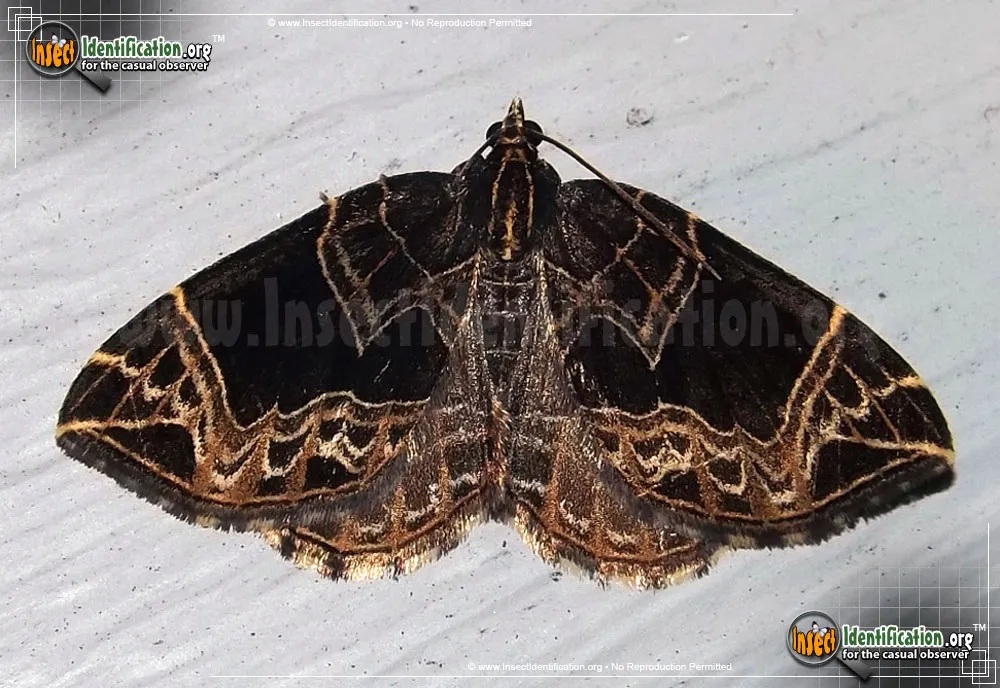 Dark-banded Geometer