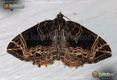 Dark-banded Geometer - photo 2