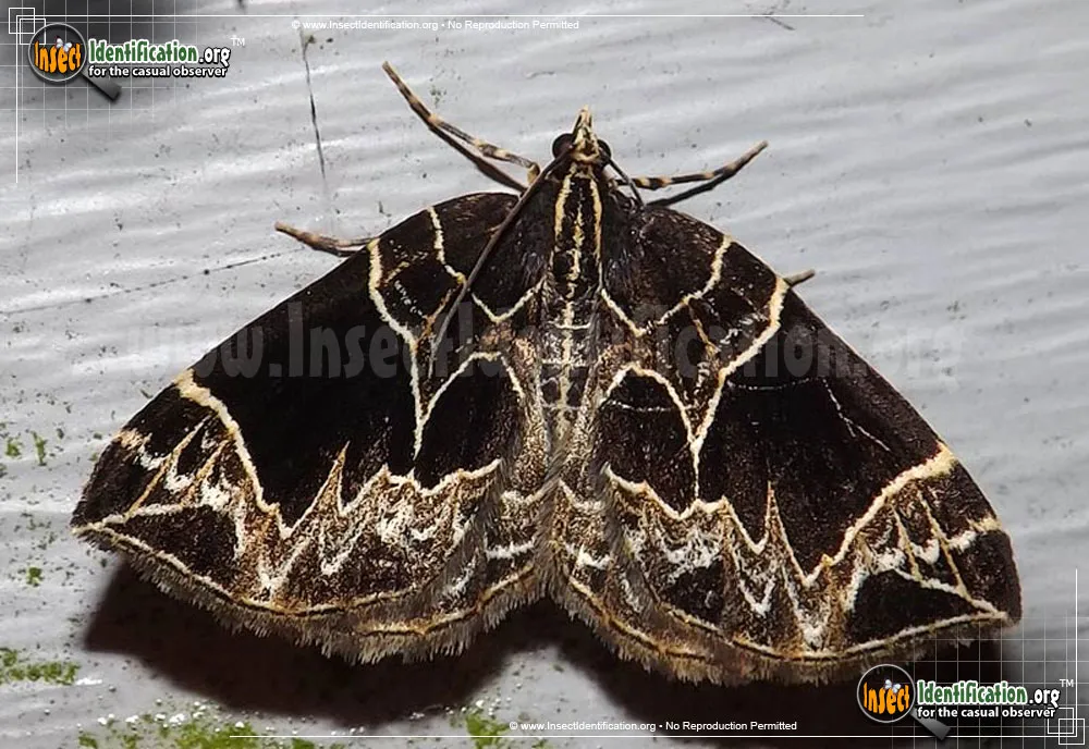 Dark-banded Geometer - photo 3